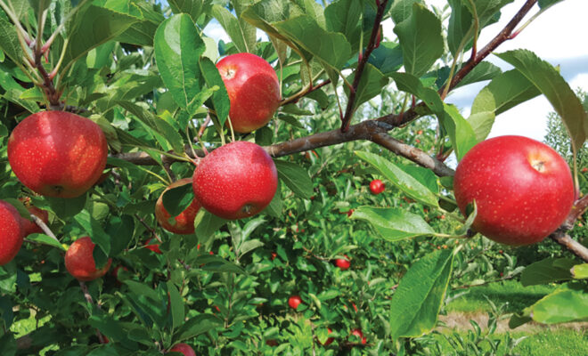 Edgewood Orchards Welcomes Visitors to Enjoy Fall Flavor