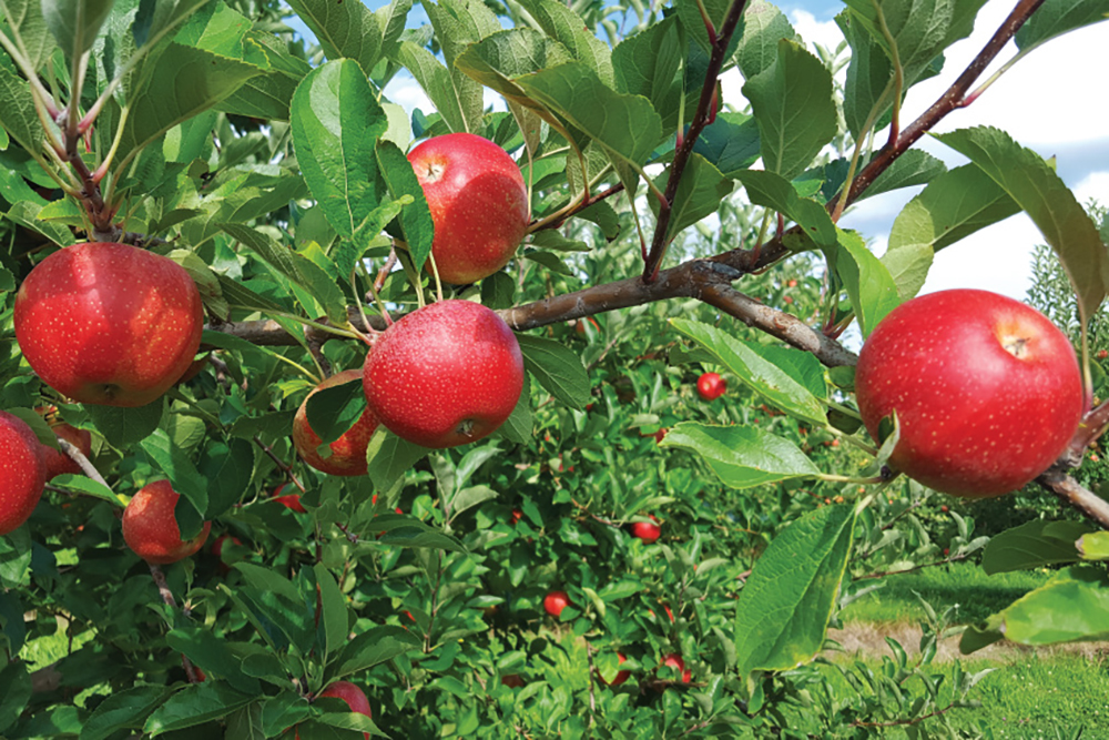 Apples at Edgewood Orchards