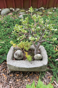 Hypertufa pot with a bonsai tree 