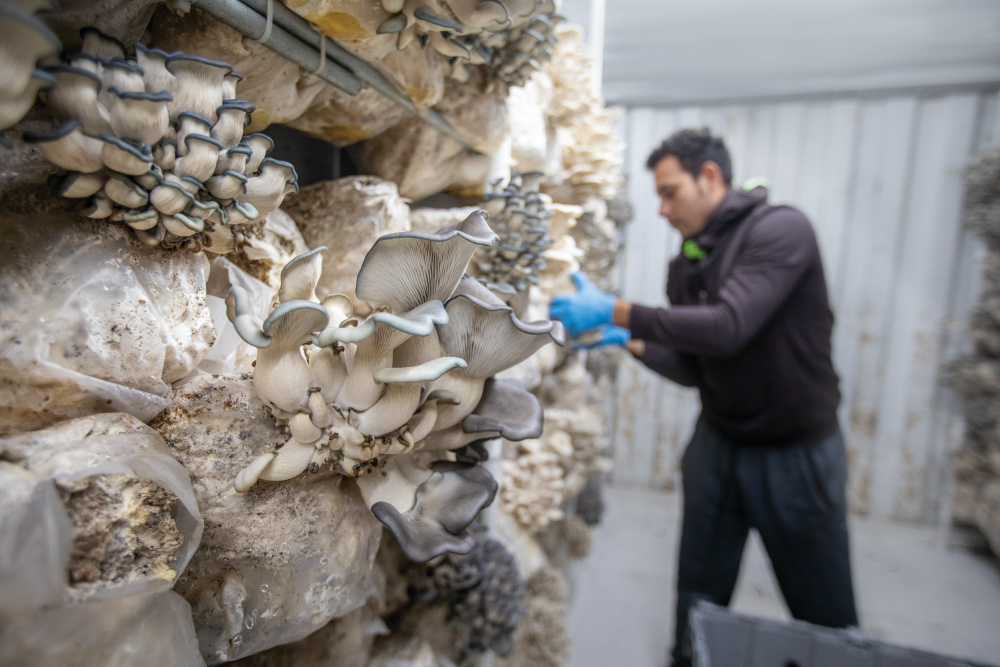 Yohandry Lujano harvests Oyster mushrooms at Windy City Mushroom