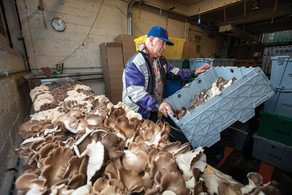 Marcelino Tovar trims freshly harvested Oyster mushrooms