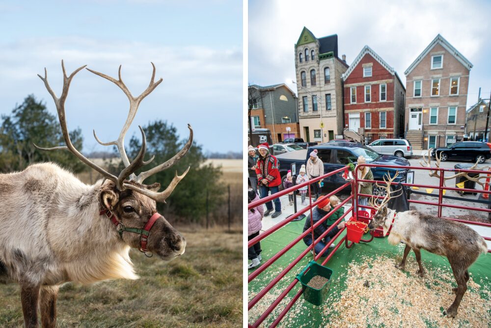 An image of the reindeer in a field at Whispering Pines Reindeer Ranch & Tree Farm; and another image of an event where kids can interact with the reindeer