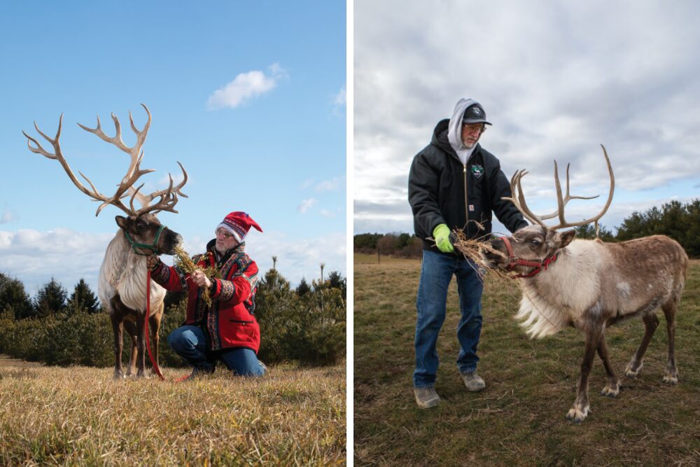 A collage of one photo with Randy Espe in holiday attire petting one of the reindeer and another image of him feeding one of the reindeer at Whispering Pines Reindeer Ranch & Tree Farm