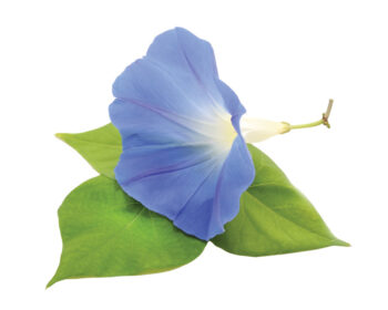 Blue morning glory