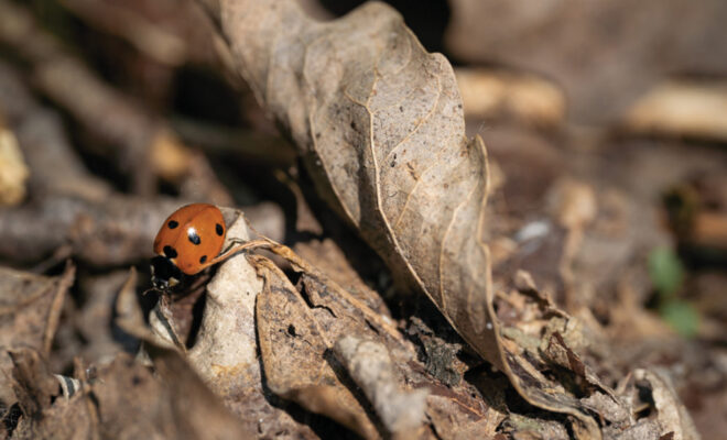 Create an Oasis for Hibernating Insects Beneficial to Your Garden