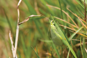 Green lacewing on a blade of grass