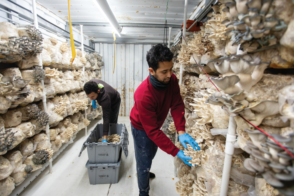 Josue Luquez and Yohandry Lujano harvesting mushrooms at Windy City Mushroom