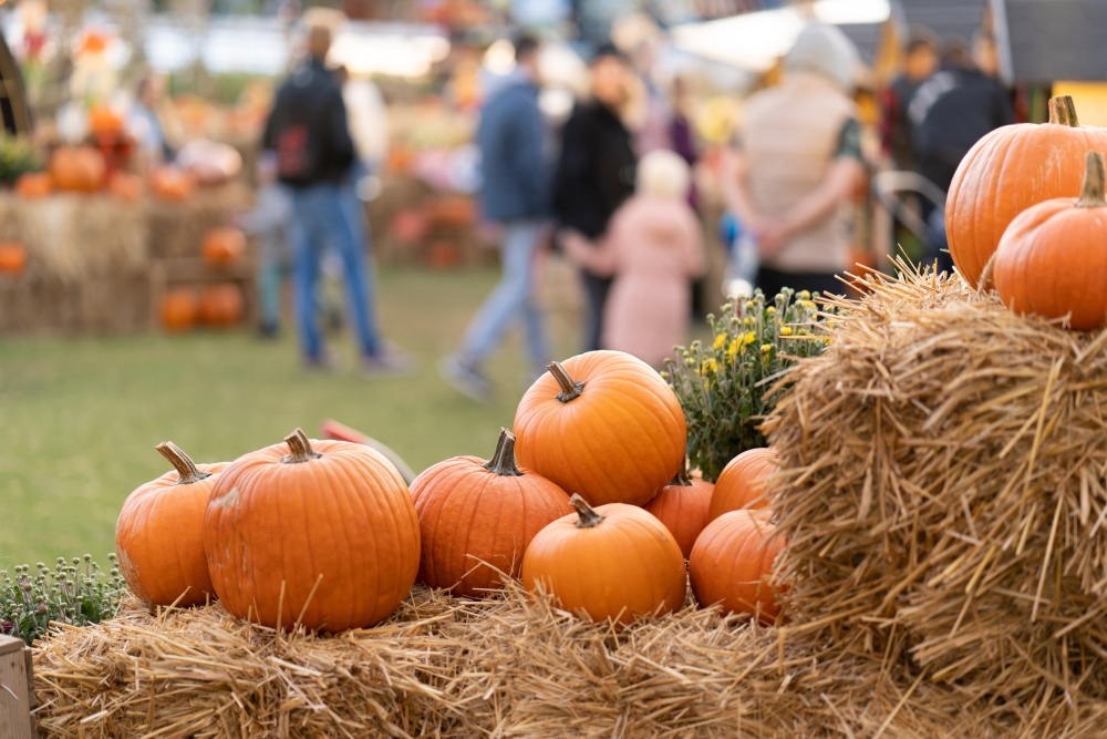 pumpkins and hay bales