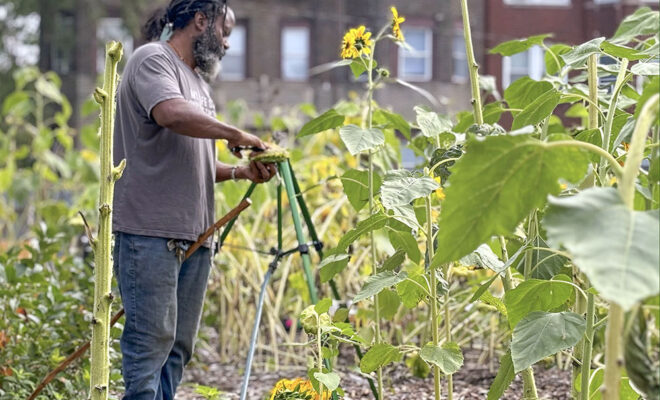 Farmer veteran Steve Archer says everything he grows in his community garden in Chicago has multiple purposes.