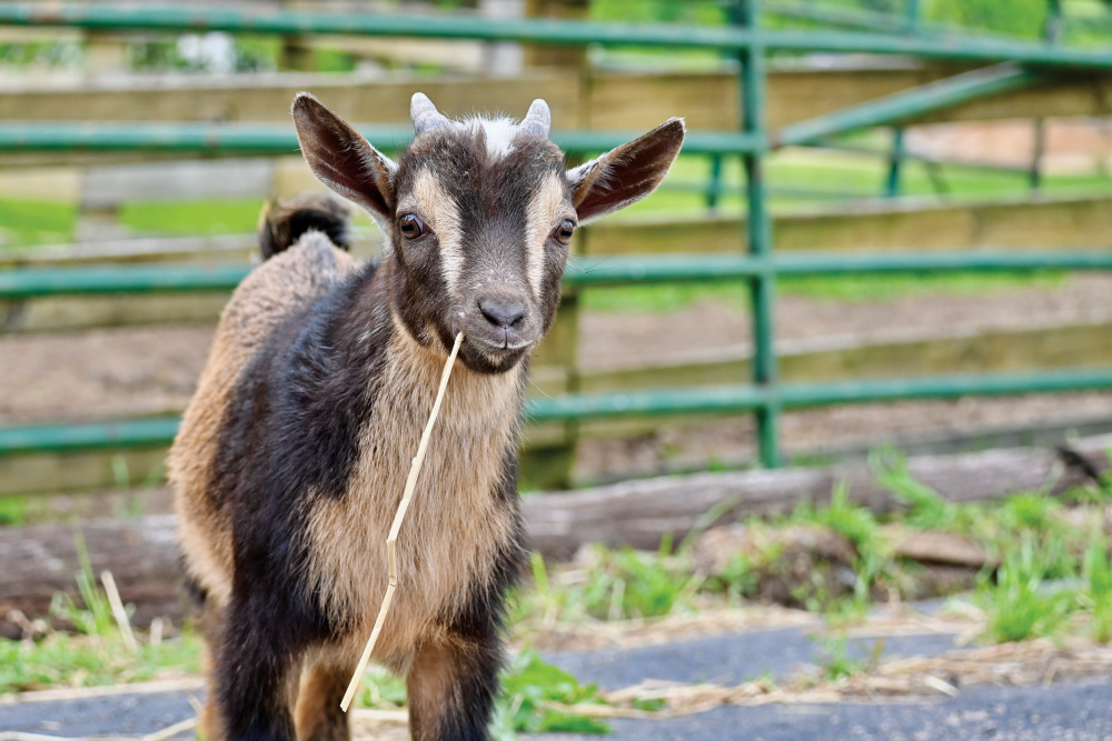 Goat at The Country Experience 