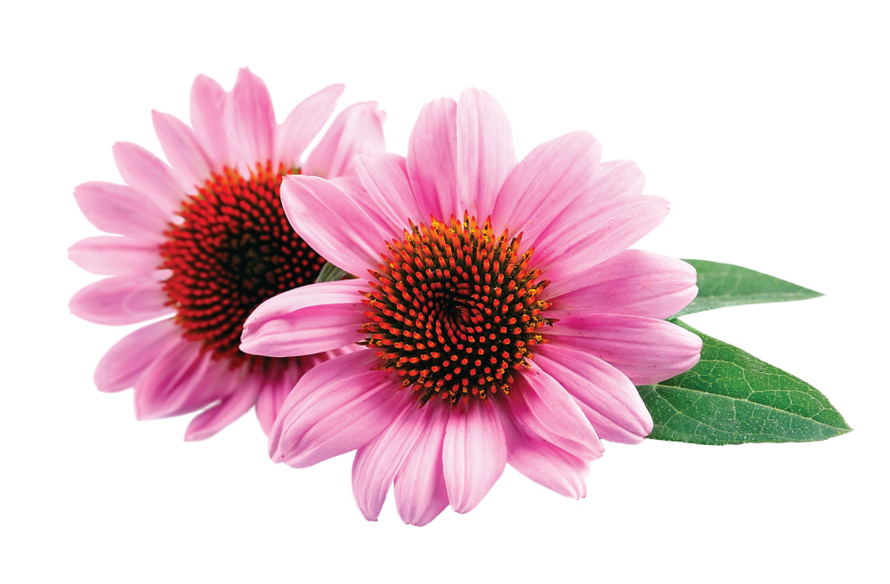 Pink coneflower