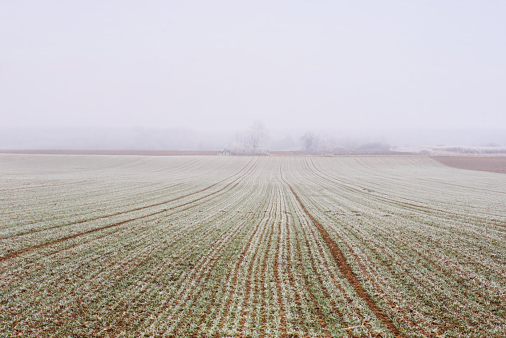 Field covered with frost