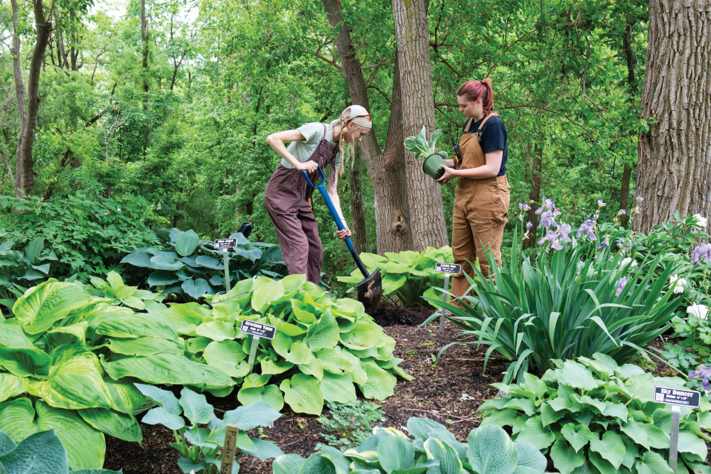 Livia Kinzel and Danae Barrett plant hostas