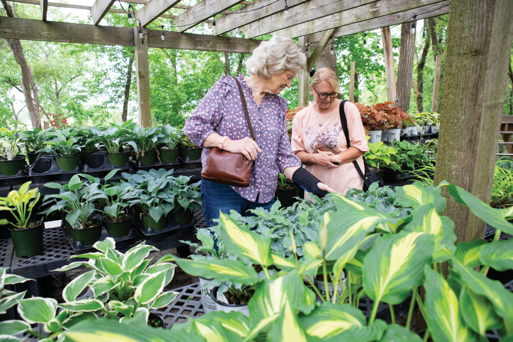 Customers looking at the different hostas