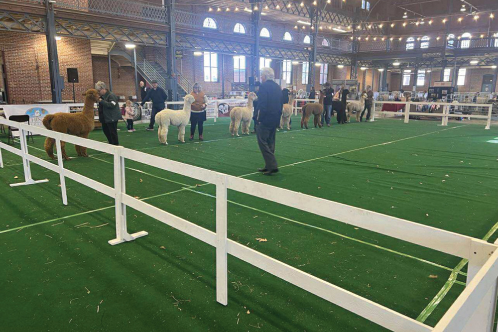 Alpaca show 