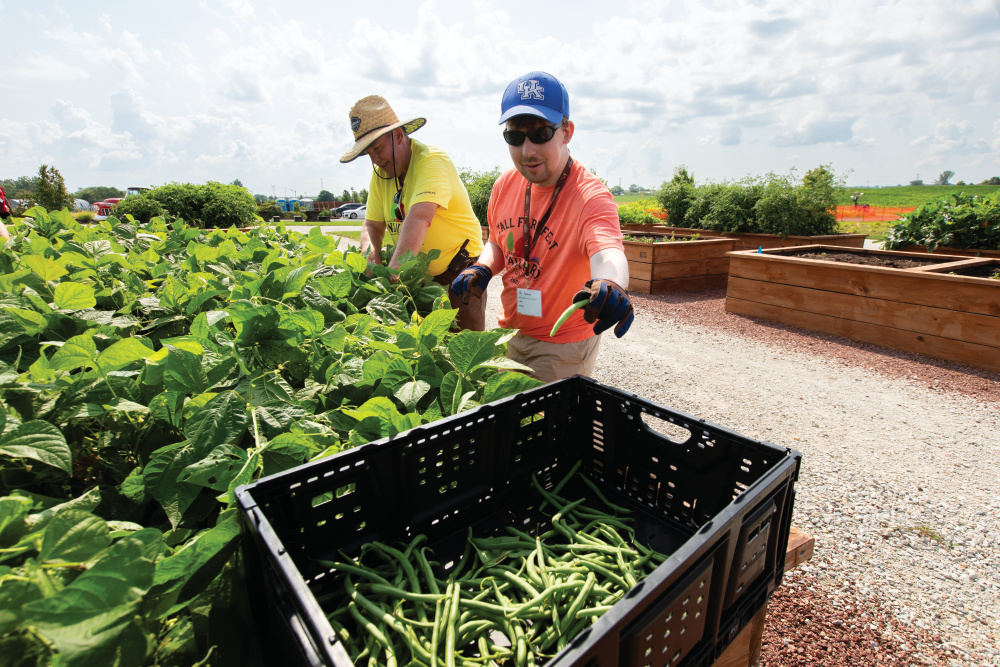 Mark Irving and Jack Hickey harvest green beans