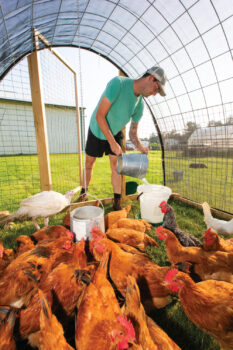 Ben Skipor feeding chickens