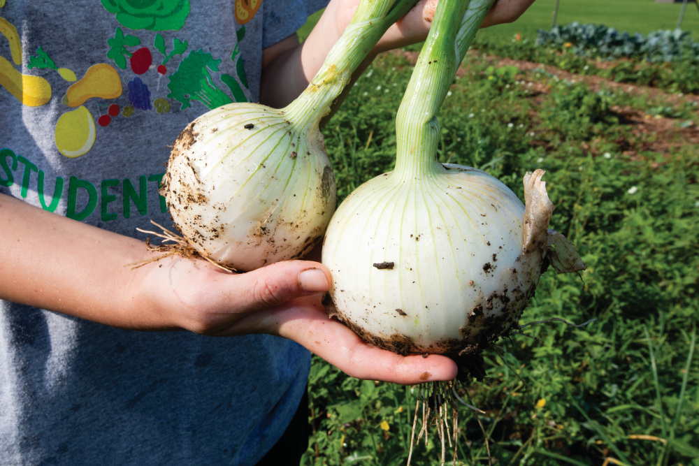 Up close of onions grown at Freeport Student Garden