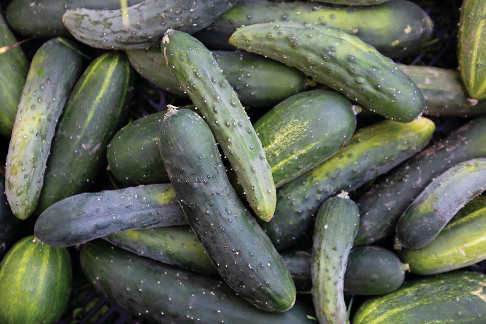Cucumbers grown at Freeport School Garden