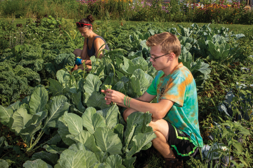 Damien Gardner harvesting chard in Freeport Student Garden