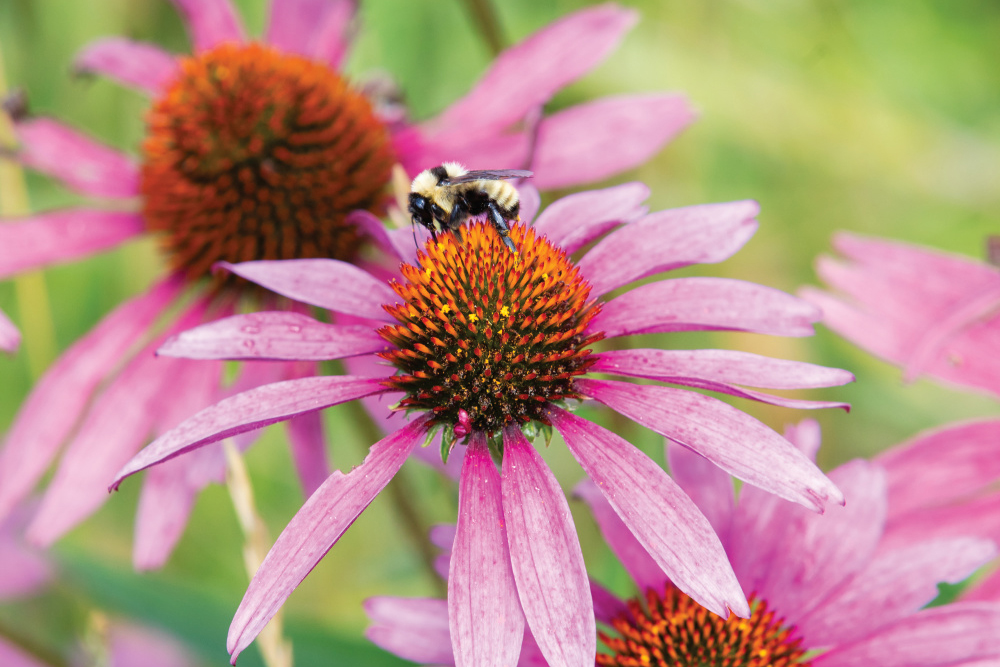 A bee in the pollinator garden at Freeport Student Garden