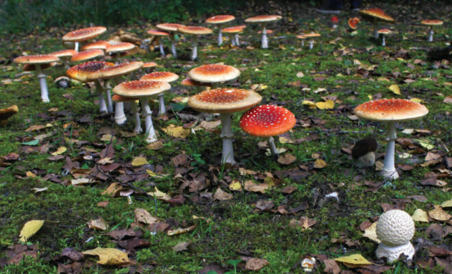 Fairy ring of death cap mushrooms growing in a forest