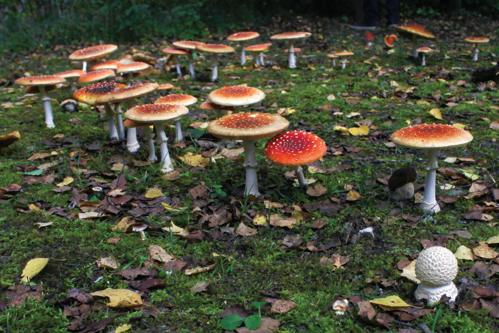 Fairy ring of death cap mushrooms growing in a forest