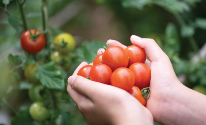 Someone holding a handful of tomatoes