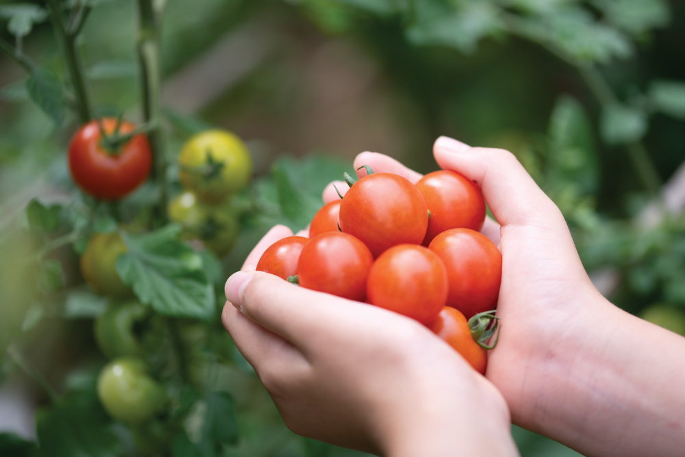 Someone holding a handful of tomatoes