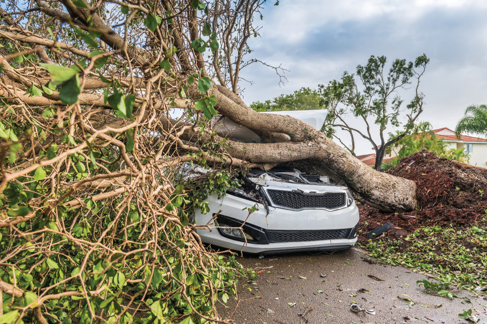 Car with a tree on top of it after a storm