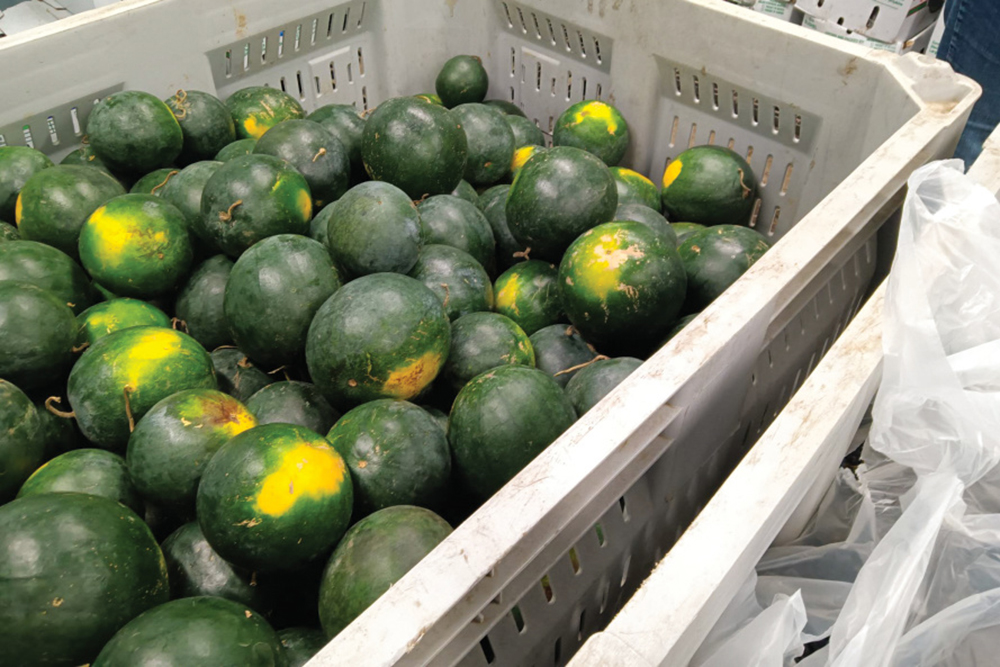 Produce from The Farm Store 