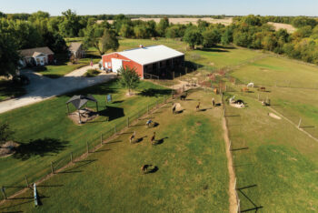 Heartland Criations Alpacas