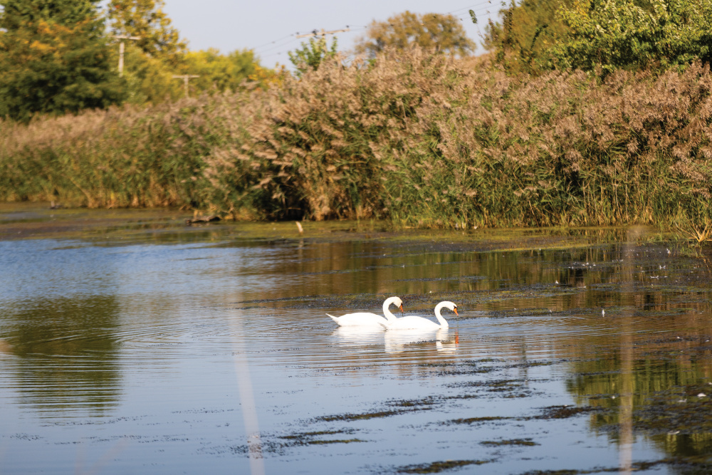 swans at Emiquon National Wildlife Refuge
