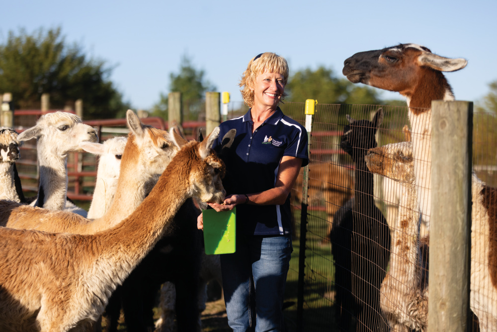 Kathy Albert raises alpacas and llamas (to protect the alpacas from predators), and she makes yarn and art from alpaca fiber.