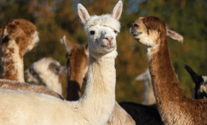 Heartland Criations Alpacas