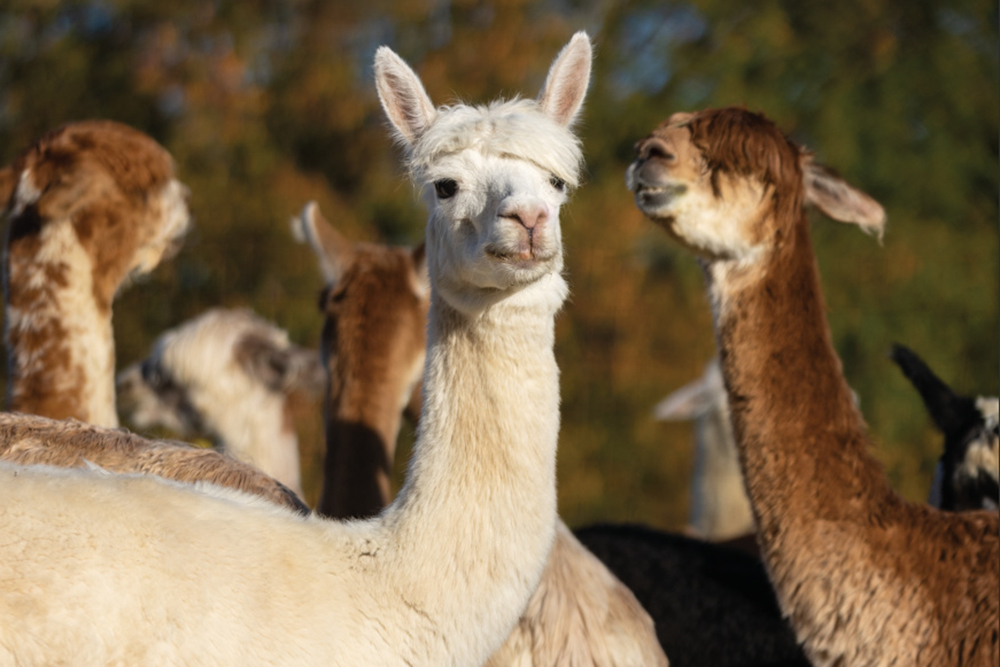 Heartland Criations Alpacas