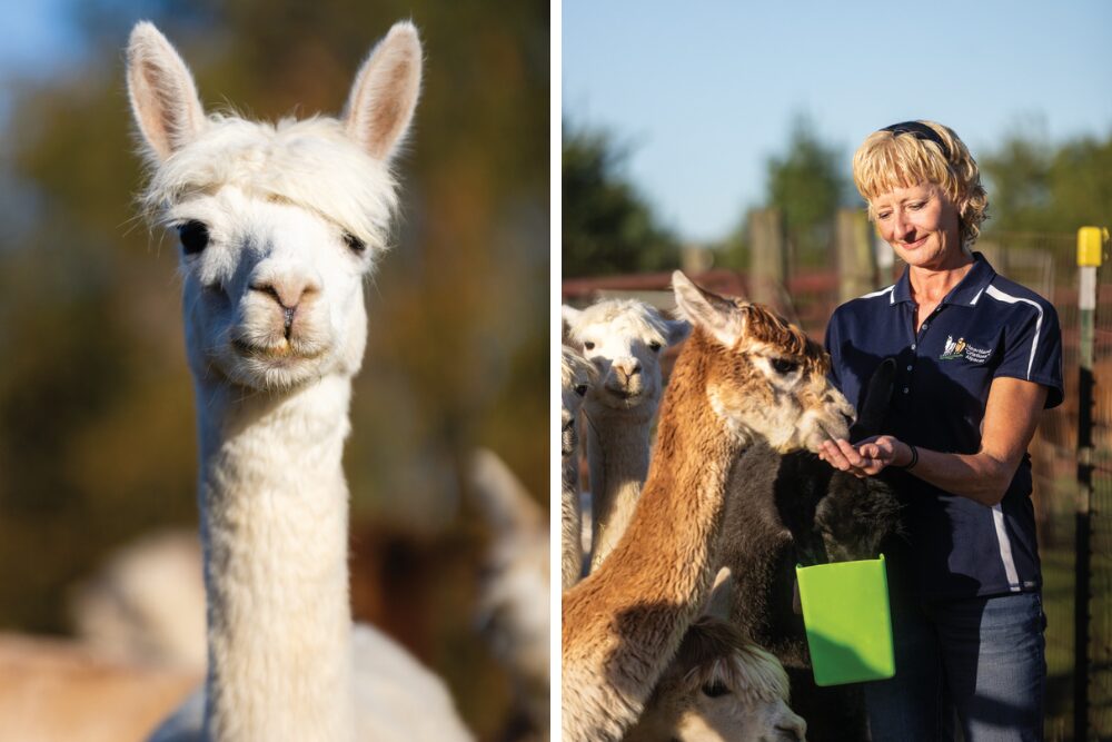 Kathy Albert raises alpacas and llamas (to protect the alpacas from predators), and she makes yarn and art from alpaca fiber.
