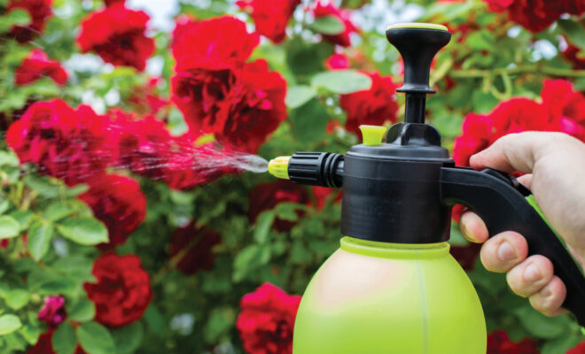 spraying pesticides in garden