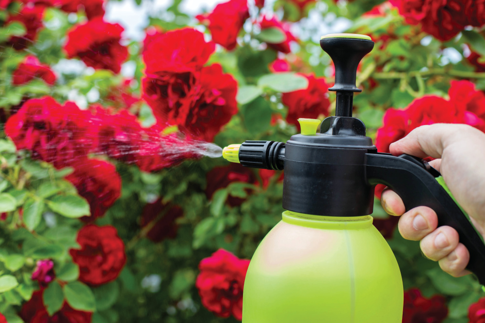 spraying pesticides in garden