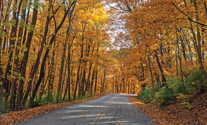 road through trees with colorful autumn leaves