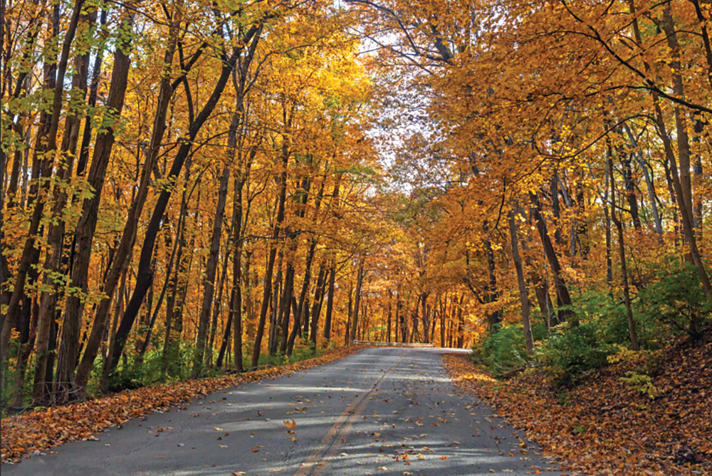 road through trees with colorful autumn leaves; Fall Colors Trip Planner