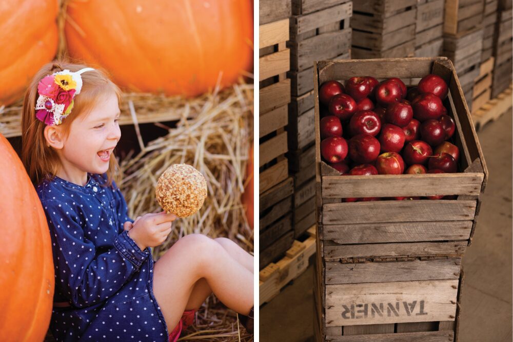 Eckert’s in Belleville grows five apple varieties developed by MAIA.