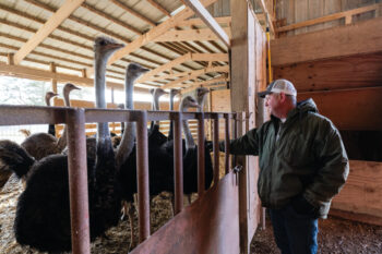 Nathan Salger tends to some of the ostriches in the barn