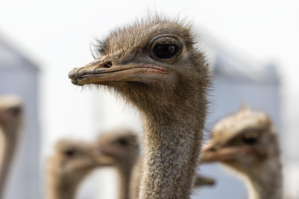 Up-close of an ostrich at Salger’s Ostrich Products