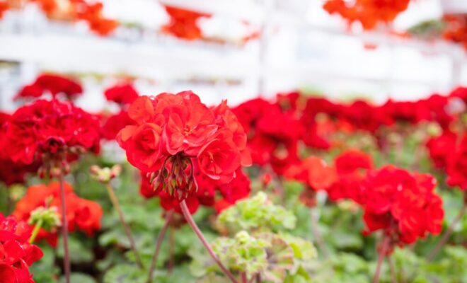 Red Pelargonium, or geraniums