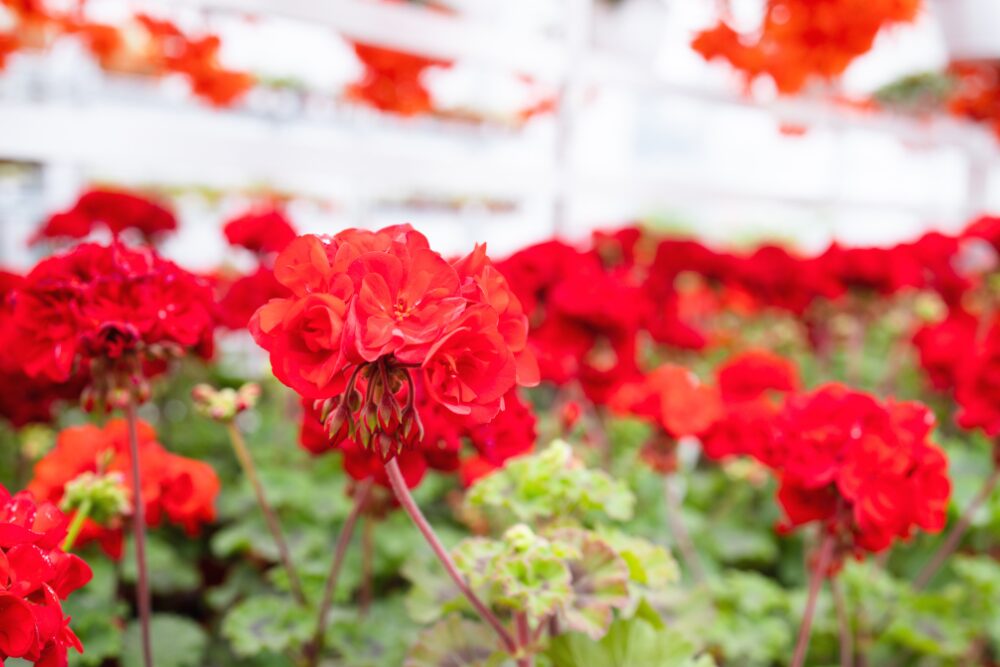 Red Pelargonium, or geraniums