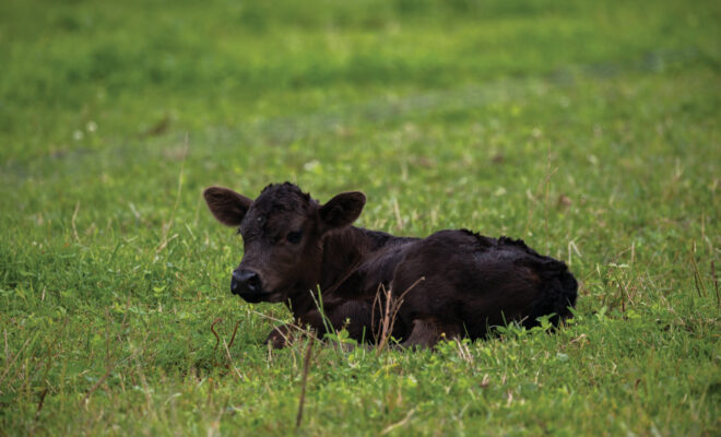 A black calf lying in a grass field