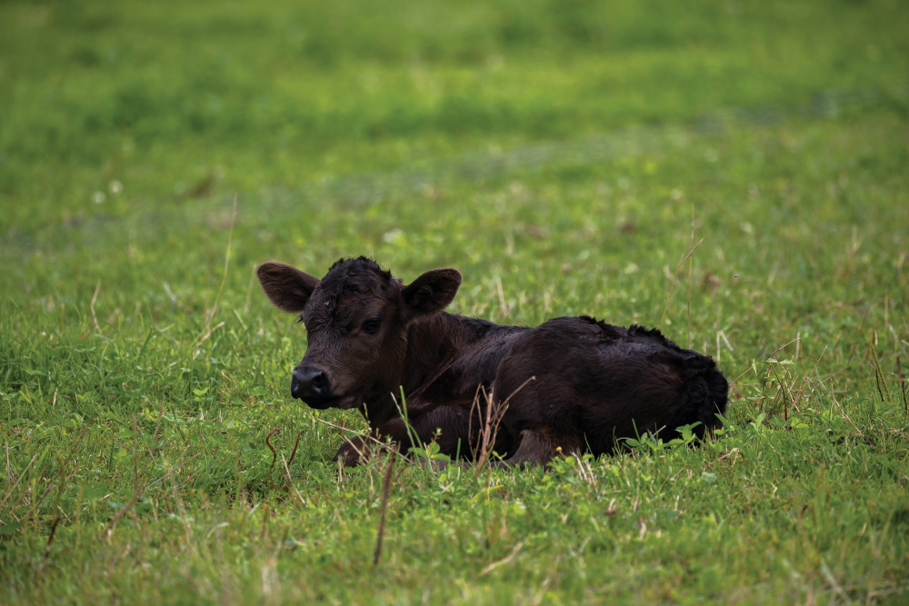 A black calf lying in a grass field