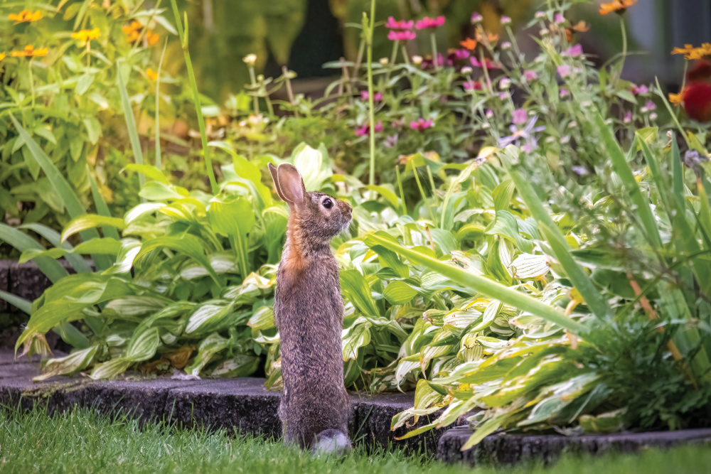 Rabbit standing on its hind legs in a garden