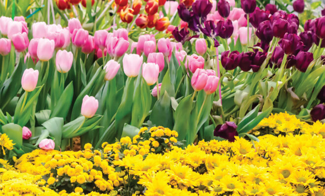 Variety of spring blooming flowers including tulips